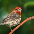 House Finch (male)